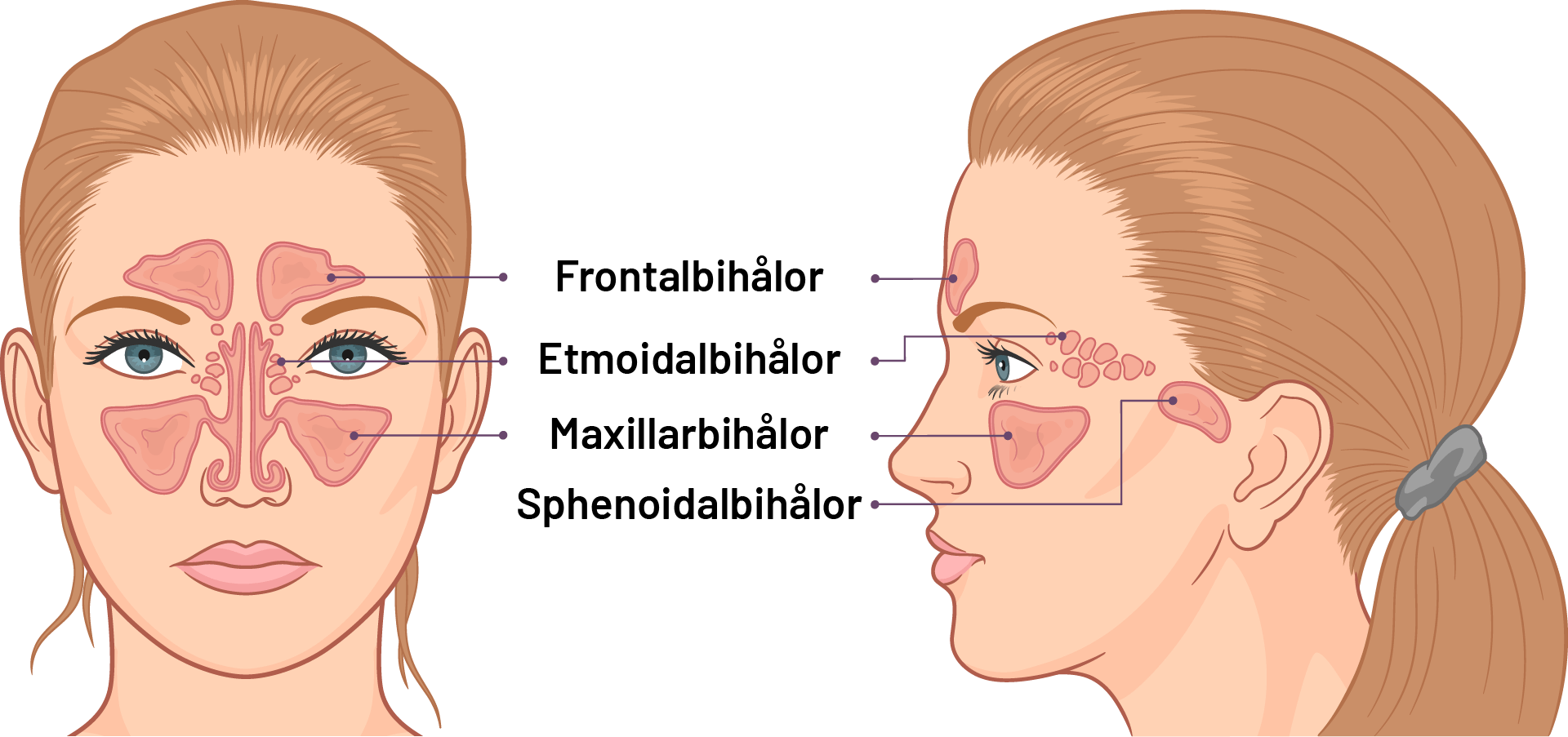 Anatomisk teckning av bihålor i ansiktet
